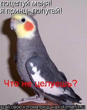 поцелуй меня! я принц- попугай! Что не целуешь?... Котоматрица: поцелуй меня! я принц- попугай! Что не целуешь?