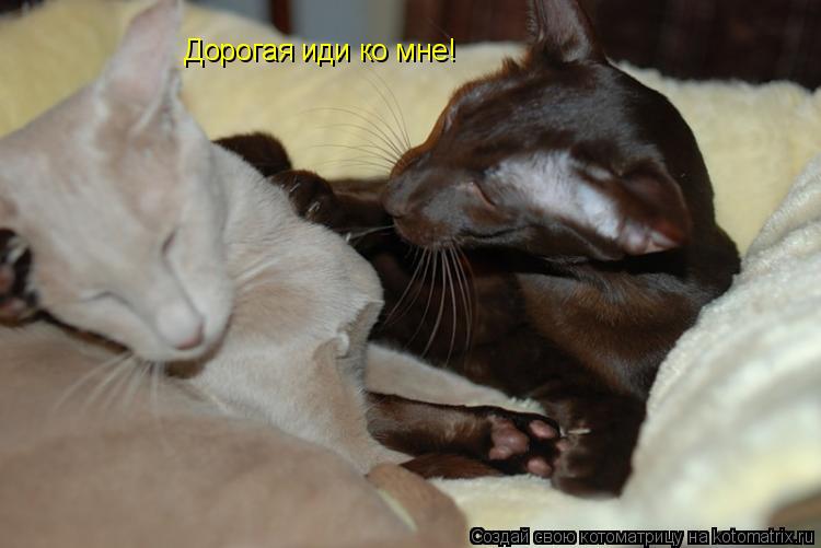 Котоматрица: Дорогая иди ко мне!