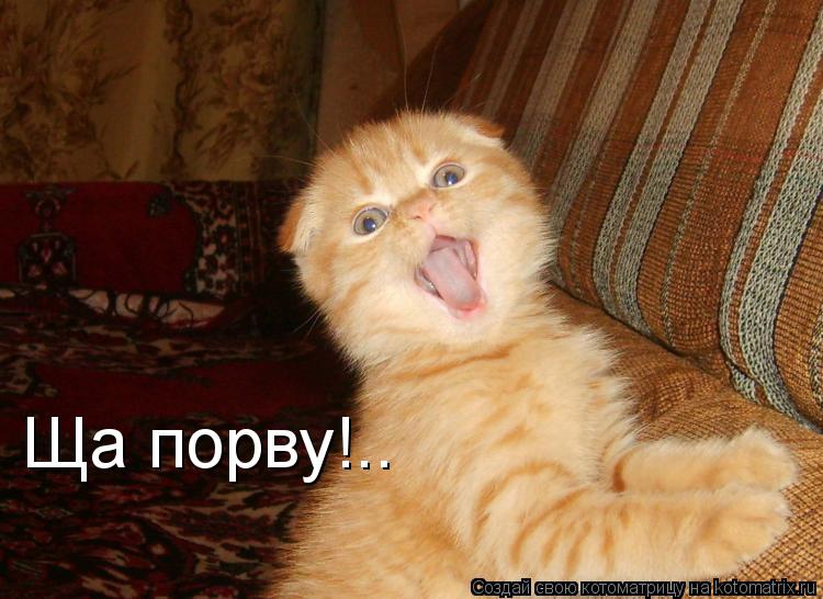 Котоматрица: Ща порву!..