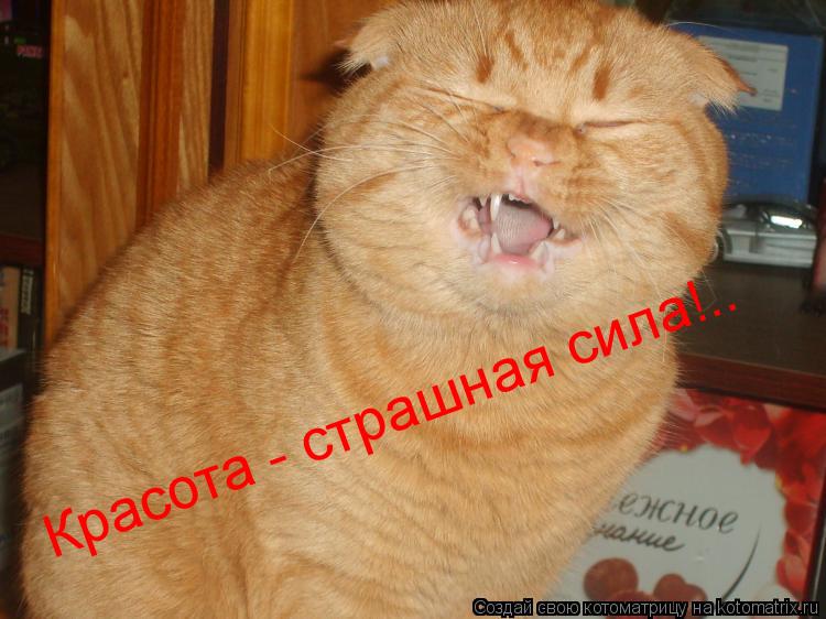 Котоматрица: Красота - страшная сила!..