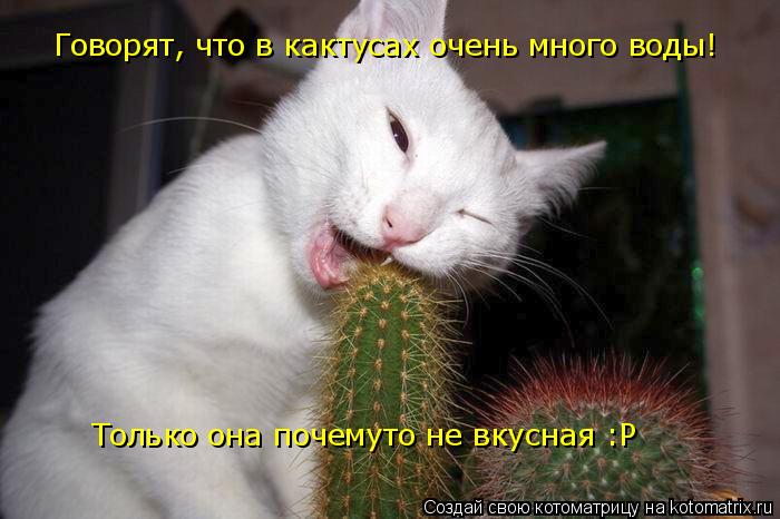 Котоматрица: Говорят, что в кактусах очень много воды! Только она почемуто не вкусная :Р