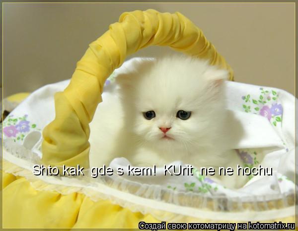Shto kak gde s kem! KUrit ne ne hochu... Котоматрица: Shto kak gde s kem! KUrit ne ne hochu