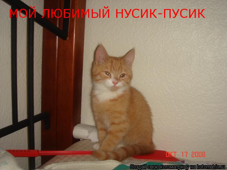 МОЙ ЛЮБИМЫЙ НУСИК-ПУСИК... Котоматрица: МОЙ ЛЮБИМЫЙ НУСИК-ПУСИК