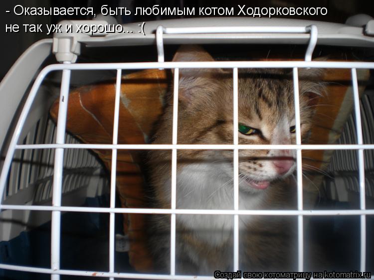 Котоматрица: - Оказывается, быть любимым котом Ходорковского не так уж и хорошо... :(