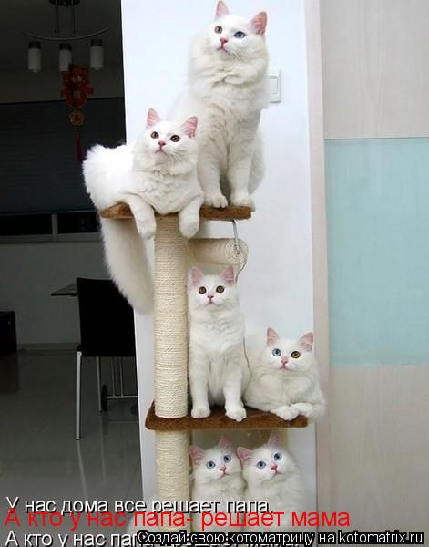 Котоматрица: А кто у нас папа- решает мама