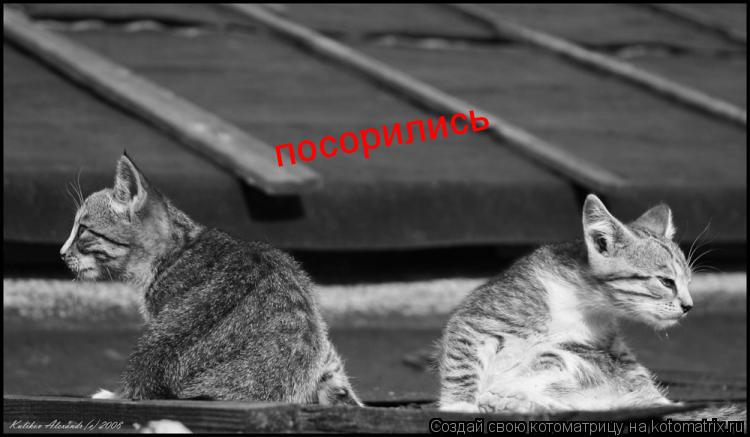 Котоматрица: посорились