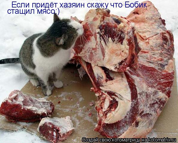 Котоматрица: Если придёт хазяин скажу что Бобик стащил мясо:)