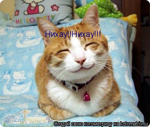 Нихау!!Нихау!!!... Котоматрица: Нихау!!Нихау!!!