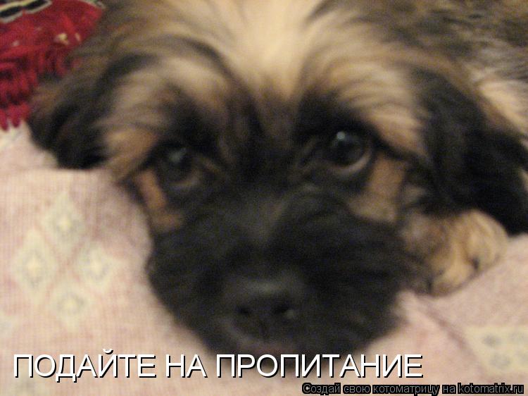 Котоматрица: ПОДАЙТЕ НА ПРОПИТАНИЕ