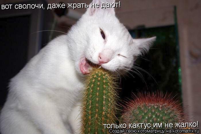 Котоматрица: вот сволочи, даже жрать не дают! только кактус им не жалко!