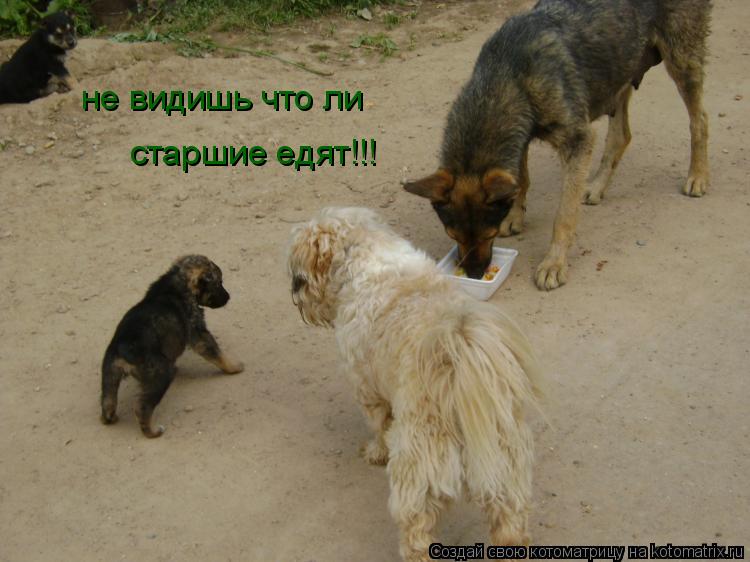 Котоматрица: не видишь что ли старшие едят!!!