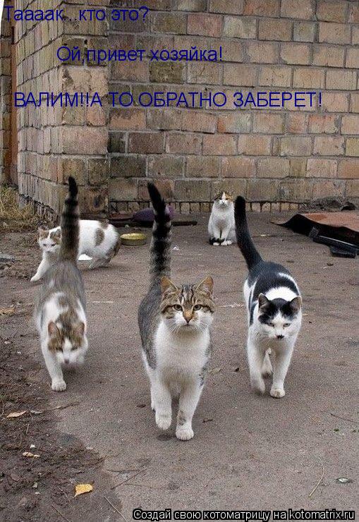 Таааак...кто это? Ой,привет хозяйка! ВАЛИМ!!А ТО ОБРАТНО ЗАБЕРЕТ!... Котоматрица: Таааак...кто это? Ой,привет хозяйка! ВАЛИМ!!А ТО ОБРАТНО ЗАБЕРЕТ!