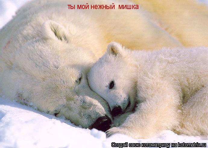 Котоматрица: ты мой нежный  мишка