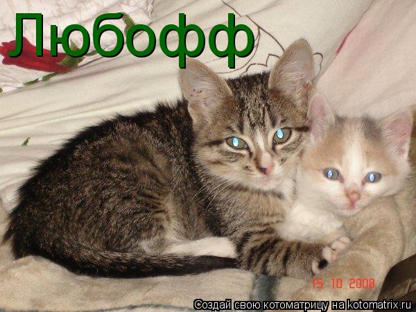 Котоматрица: Любофф