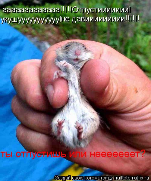 ааааааааааааа!!!!!Отпустиииииии! укушууууууууууу! не давиииииииии!!!!!! ты отпустишь или нееееееет?... Котоматрица: ааааааааааааа!!!!!Отпустиииииии! укушууууууууууу! не давиииииииии!!!!!! ты отпустишь или нееееееет?