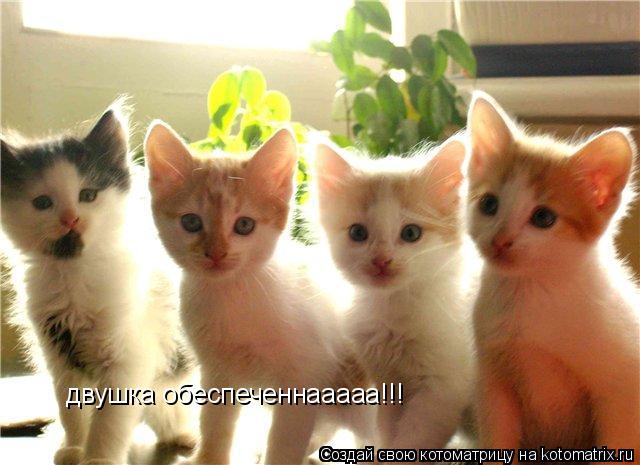 Котоматрица: двушка обеспеченнааааа!!!