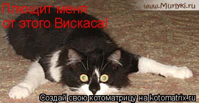 Котоматрица: Плющит меня  от этого Вискаса!