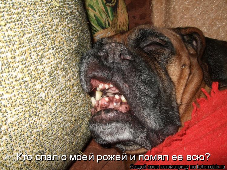 Котоматрица: Кто спал с моей рожей и помял ее всю?