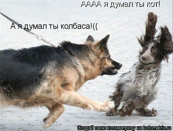 Котоматрица: АААА я думал ты кот! А я думал ты колбаса!((