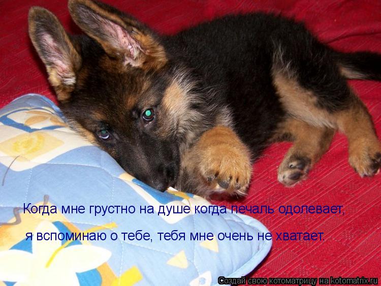 Котоматрица: Когда мне грустно на душе когда печаль одолевает, я вспоминаю о тебе, тебя мне очень не хватает.