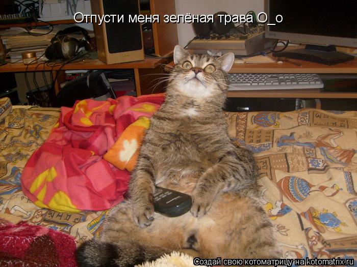 Отпусти меня зелёная трава О_о... Котоматрица: Отпусти меня зелёная трава О_о