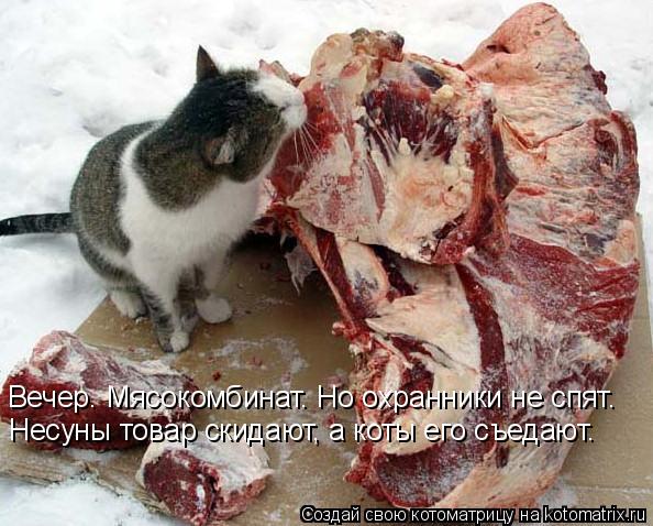 Котоматрица: Вечер. Мясокомбинат. Но охранники не спят.  Несуны товар скидают, а коты его съедают.