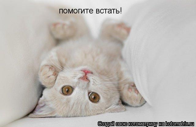 Котоматрица: помогите встать!