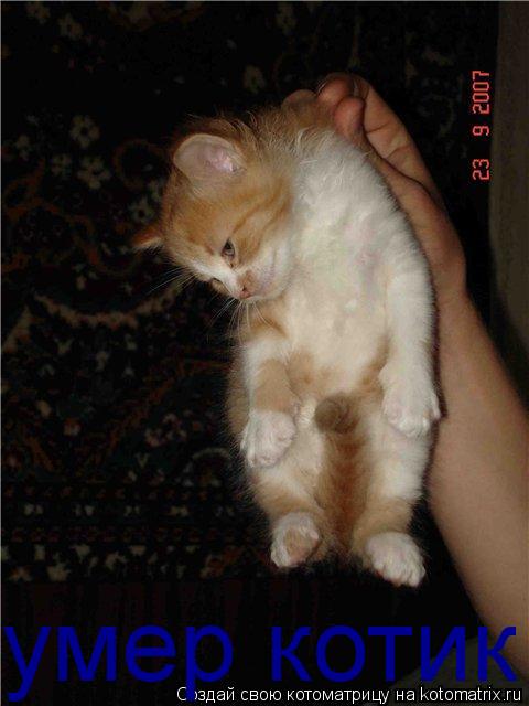 Котоматрица: умер котик