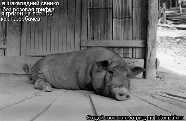 я шакалядний свинко без розовая грифка я грязен на все 100 как г....орбачев как г....орбачев... Котоматрица: я шакалядний свинко без розовая грифка я грязен на все 100 как г....орбачев как г....орбачев