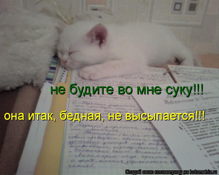 Котоматрица: не будите во мне суку!!! она итак, бедная, не высыпается!!!