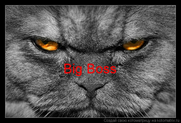 Котоматрица: Big Boss