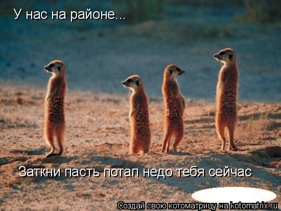 Котоматрица: У нас на районе... Заткни пасть потап недо тебя сейчас