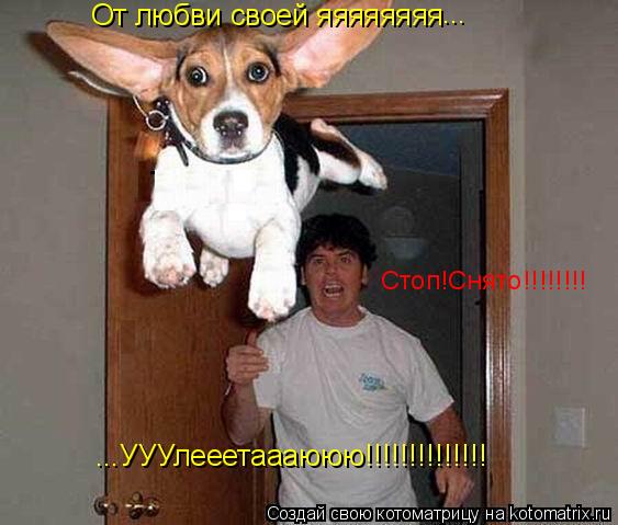 Котоматрица: От любви своей яяяяяяяя ...УУУлееетаааююю!!!!!!!!!!!!!! ... Стоп!Снято!!!!!!!!