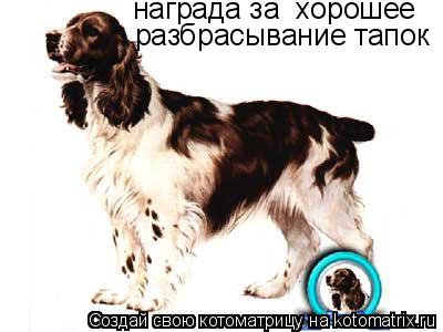 Котоматрица: награда за  хорошее разбрасывание тапок