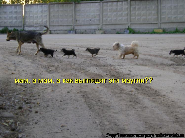 Котоматрица: мам, а мам, а как выглядят эти маугли??