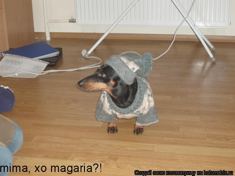 Котоматрица: mima, xo magaria?!