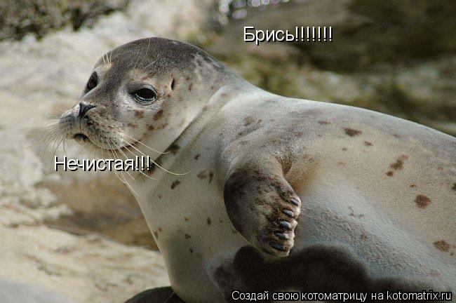 Брись!!!!!!! Нечистая!!!... Котоматрица: Брись!!!!!!! Нечистая!!!