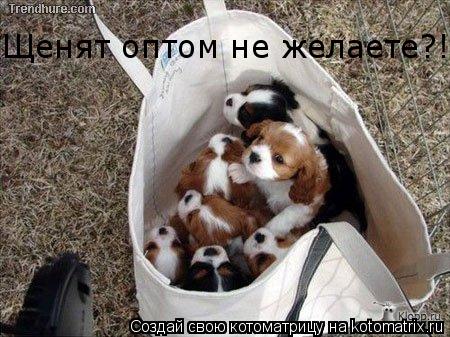 Котоматрица: Щенят оптом не желаете?!