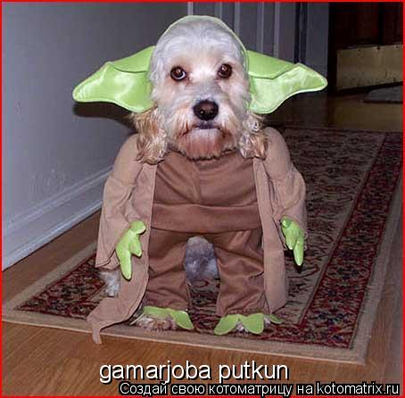 Котоматрица: gamarjoba putkun