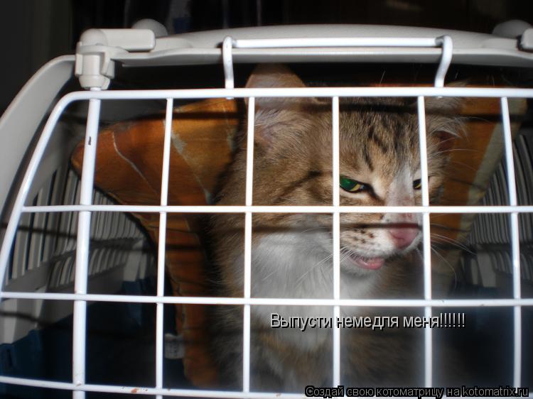 Котоматрица: Выпусти немедля меня!!!!!!