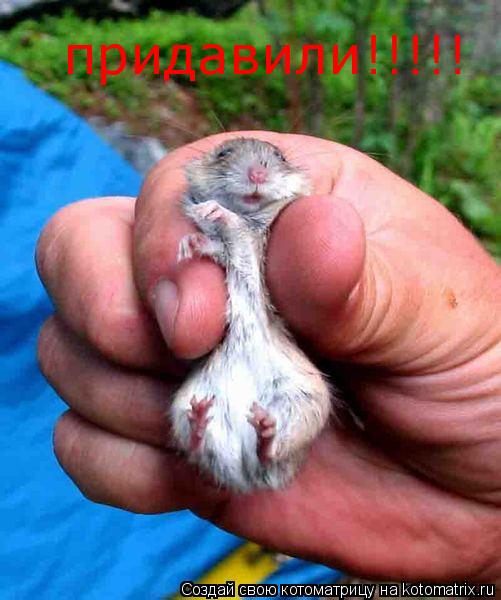 Котоматрица: придавили!!!!!