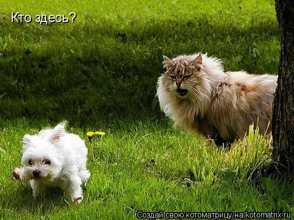 Котоматрица: Кто здесь?