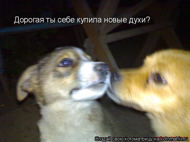 Котоматрица: Дорогая ты себе купила новые духи?