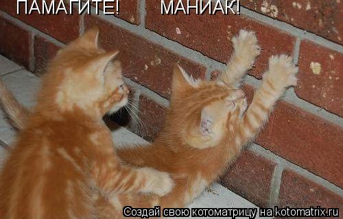 Котоматрица: ПАМАГИТЕ! МАНИАК!