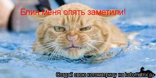 Блин меня опять заметили!... Котоматрица: Блин меня опять заметили!