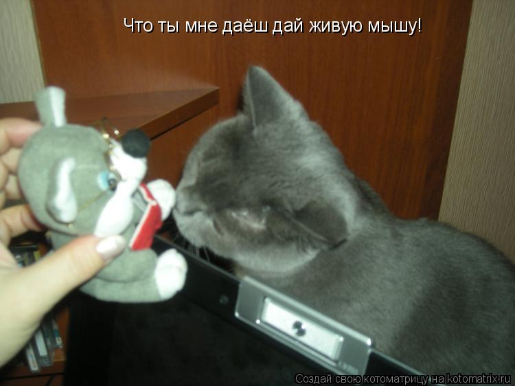 Котоматрица: Что ты мне даёш дай живую мышу!