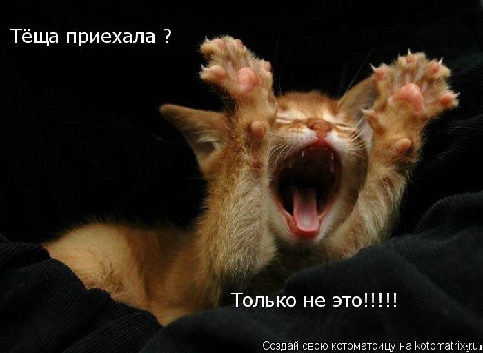 Тёща приехала ? Только не это!!!!!... Котоматрица: Тёща приехала ? Только не это!!!!!