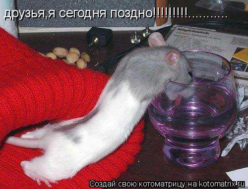 Котоматрица: друзья,я сегодня поздно!!!!!!!!!...........