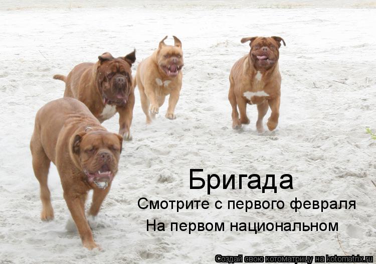 Котоматрица: Бригада Смотрите с первого февраля На первом национальном