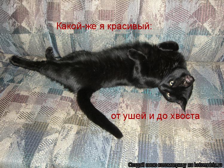 Котоматрица: Какой-же я красивый:  от ушей и до хвоста